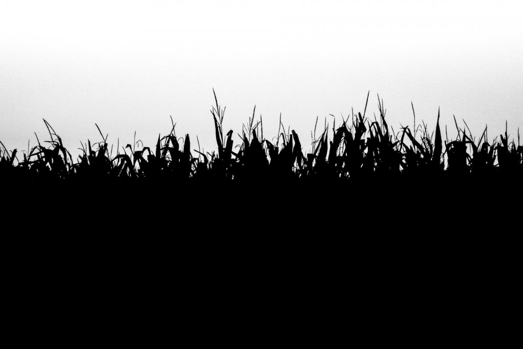 P1130874.jpg